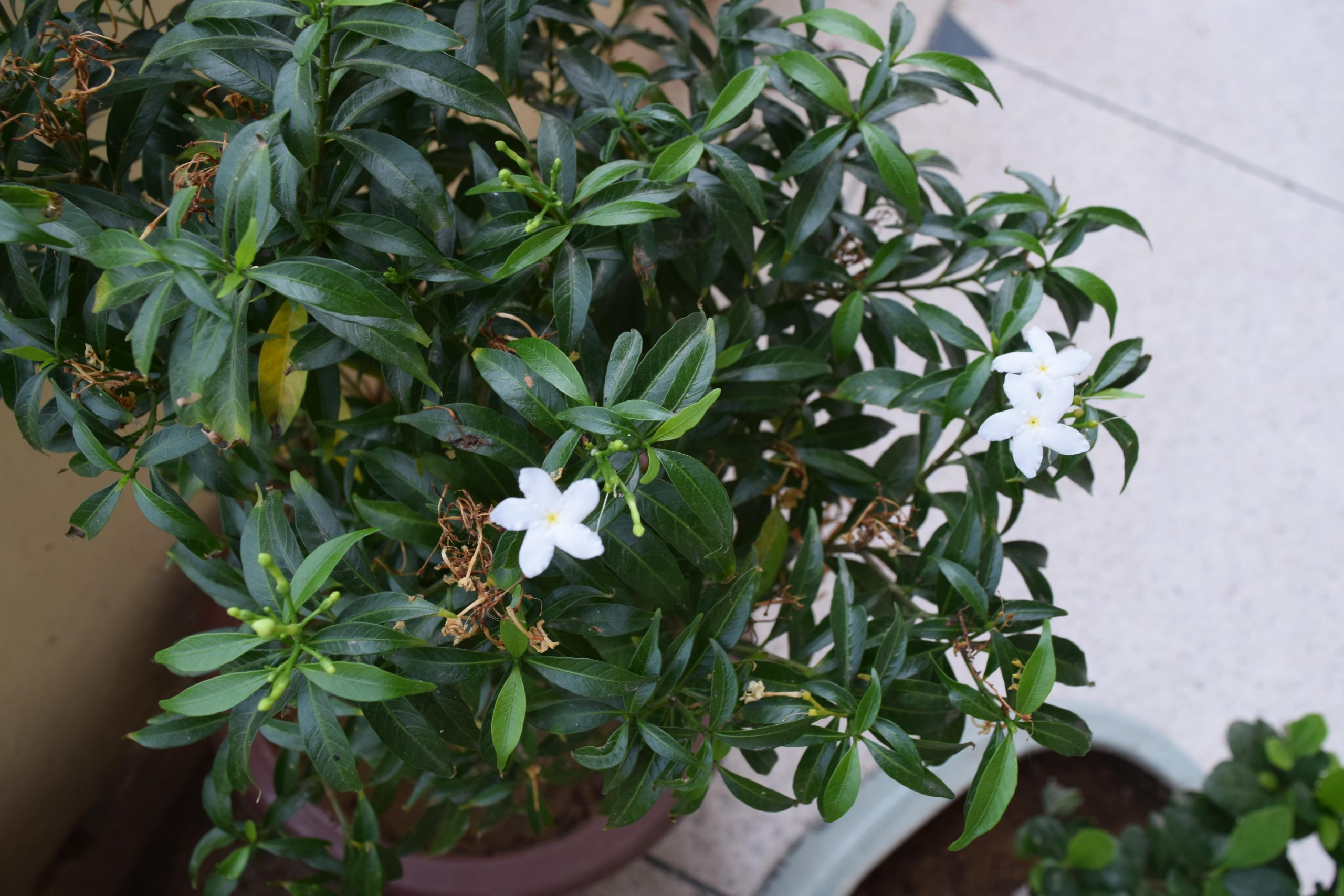 Chandni Flower Plant/ Crepe Jasmine Plant