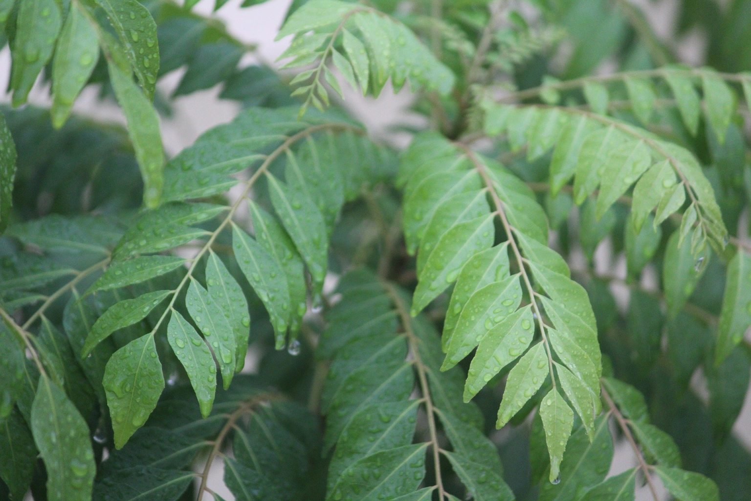 Curry Leaves Plant How To Grow And Care To Get Abundant Foliage