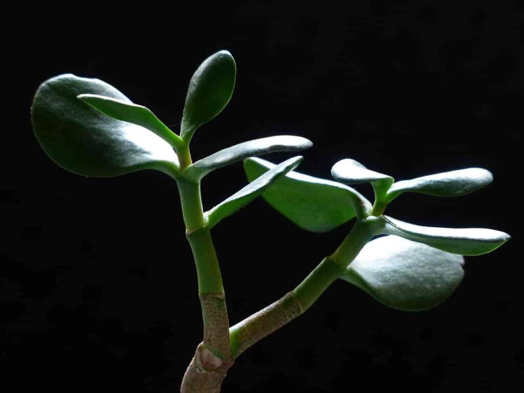Crassula Jade Plant Lucky Plants for Home