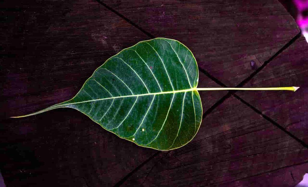 Peepal Tree Leaf
