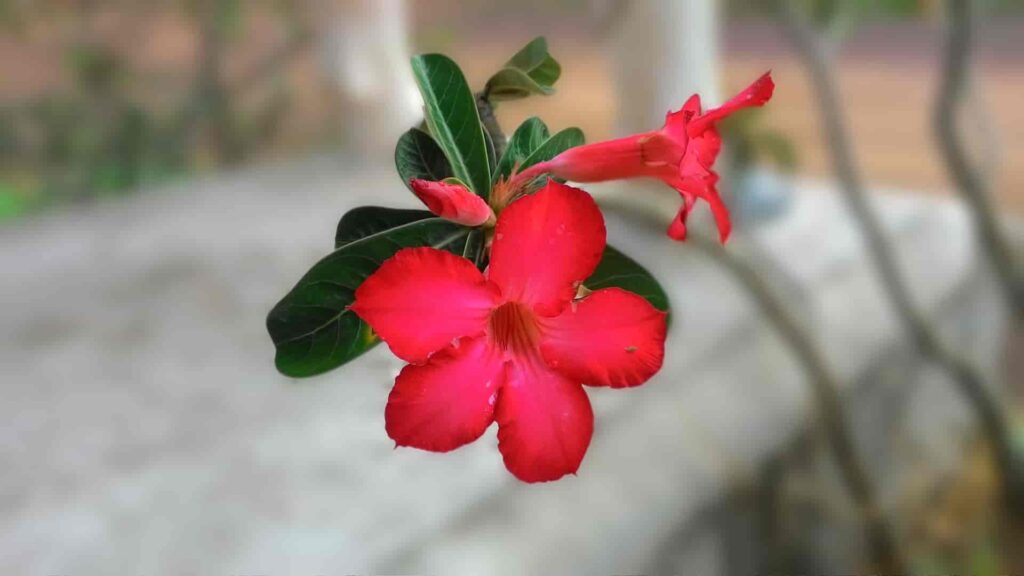 Red-Champa-Plant