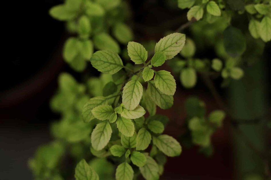 Tulsi-Plant-Care-Guide-Basil Plant
